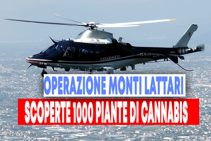 Castellammare. Scoperte 1000 piante di cannabis sul Faito e a Lettere