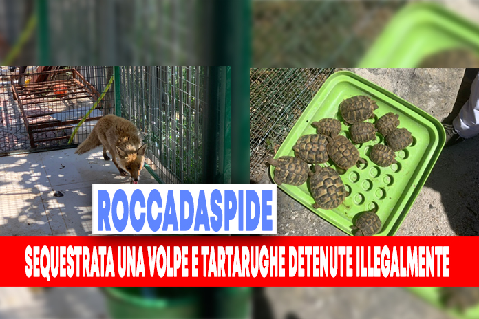 Controlli a tutela della fauna selvatica. Sequestrata una volpe e tartarughe detenute illegalmente
