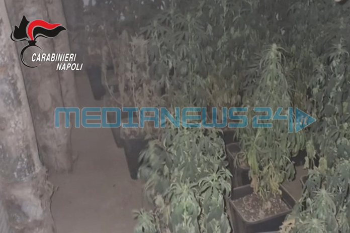 Castellammare, Monti Lattari e Monte Faito: Operazione cannabis, 2 arresti