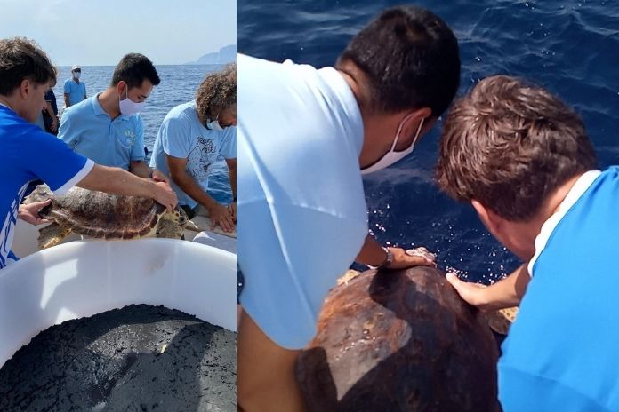 massa lubrense tartarughe