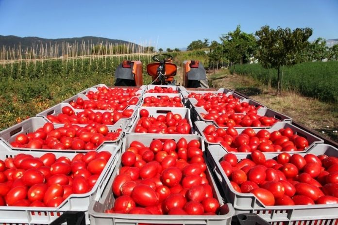 I pomodori campani restano nei campi, danni per 10 milioni di euro. Cia Campania: “Ristori ai produttori”