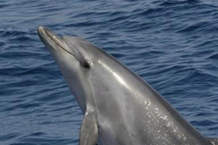 Punta Campanella, a “caccia” di delfini con macchine fotografiche e binocoli: dall’11 al 16 ottobre