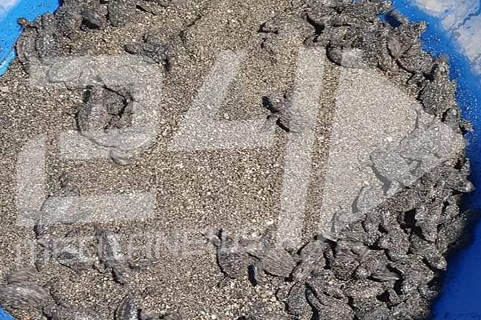 Punta Campanella, incredibile nascita di 82 tartarughe in costiera amalfitana