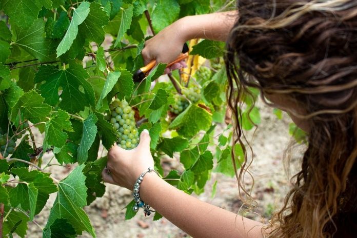 Montemarano,Irpinia. Aminea Winery: Raccolta dei grappoli e pigiatura dell’uva coi piedi