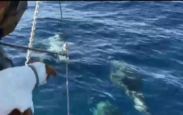 Sorrento. Una cagnolina avvista e segnala un branco di delfini