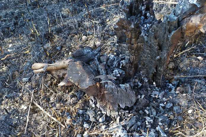 Battipaglia. Fuoco a terreno di famiglia del Candidato sindaco M5S: l’intervento dell’On. Villani “si faccia luce sui raid all’indirizzo dei candidati M5S”