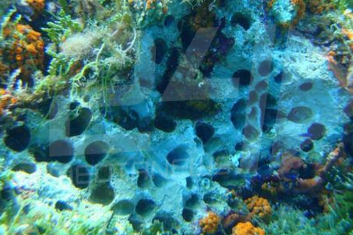 Datterari a processo,  Punta Campanella chiederà i danni