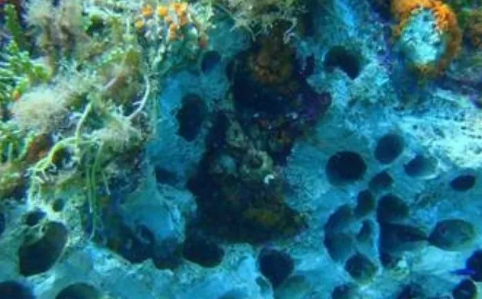 Sorrento. Processo ai datterari: Punta Campanella si costituisce parte civile