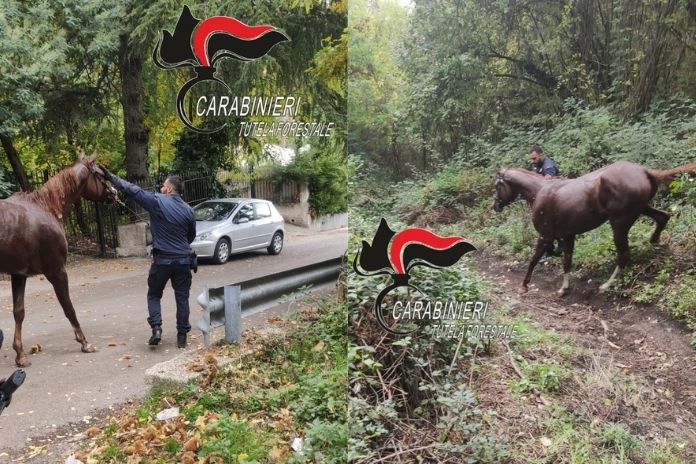 Ottaviano. Cavallo imbizzarrito finisce in un dirupo, salvato dai Carabinieri