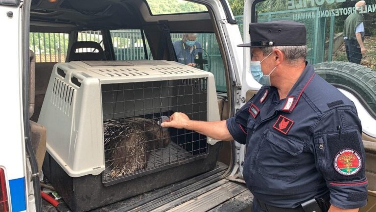 Campagna. Tutela della fauna: istrice rilasciato in natura