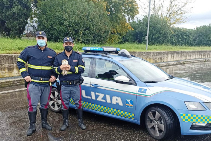 Polizia di Stato. uccello Barbagianni