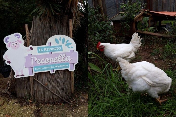 Napoli Animal Save. La storia di Giuliano e Liberata: dal mattatoio al rifugio