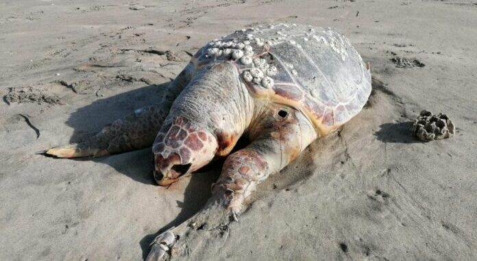 Penisola Sorrentina. “Salviamo le tartarughe”‘, appello da Punta Campanella