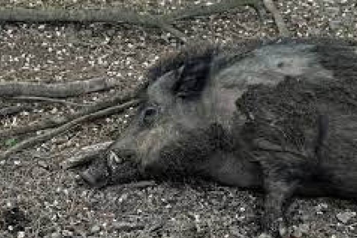 Peste suina Africana, M5S Campania: “Incontro con il Ministro Patuanelli”