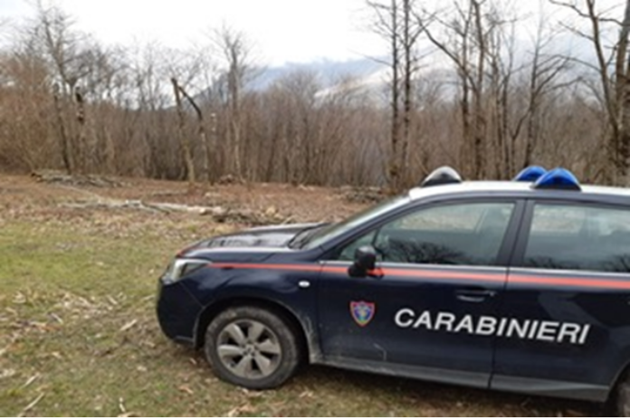 Acerno. Controlli ambientali dei Carabinieri, taglio furtivo di alberi