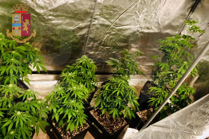 napoli. Sequestrate piantine di marijuana