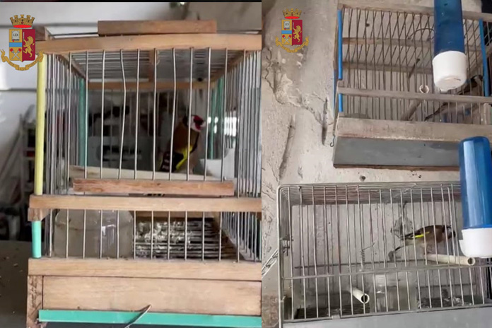 San Pietro a Patierno. Fabbro senza autorizzazioni detiene uccelli illegalmente, denunciato