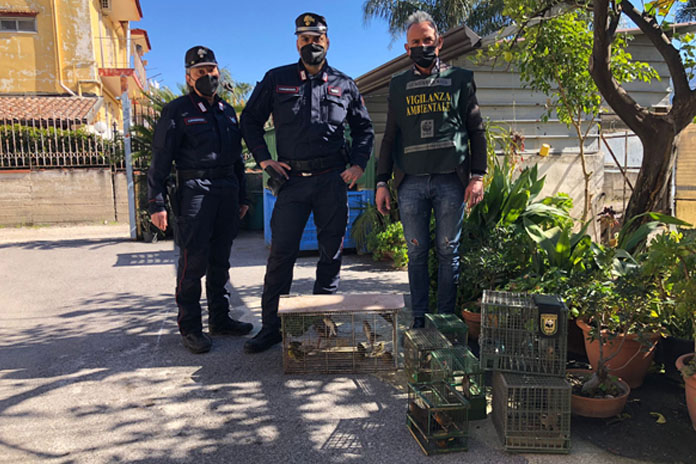 Sequestrati ad Angri 30 uccelli detenuti illecitamente