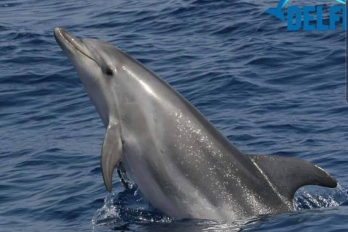 Sorrento. Punta Campanella partecipa al Nauticsud :”Rispettare regole del Parco e biodiversità”
