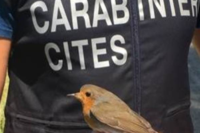 Operazione “L’anello mancante”, 2500 uccellini sequestrati e 104 persone denunciate in tutta Italia