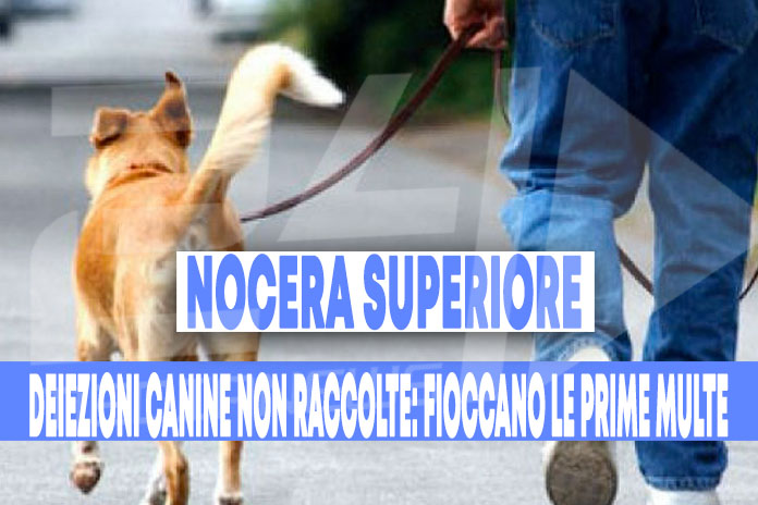 Nocera Superiore. Deiezioni canine non raccolte, fioccano le prime multe