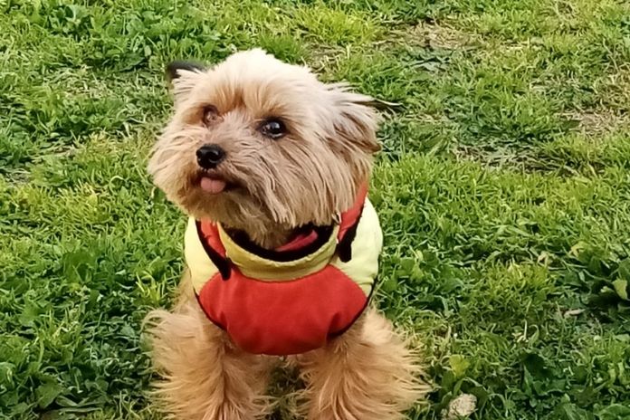 Nocera Superiore. Trova casa Betty, la cagnolina fuggita dalla guerra