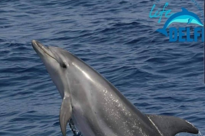 Sorrento. Risveglio con i delfini in penisola sorrentina