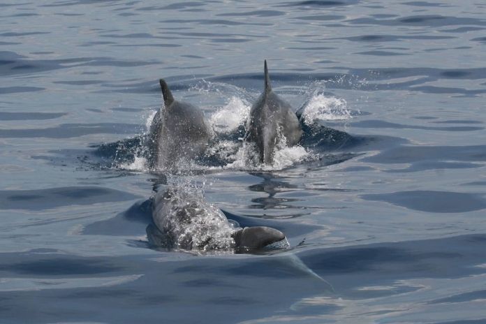 Amp Punta Campanella. Tutelare i delfini e la pesca artigianale con nasse al posto delle reti
