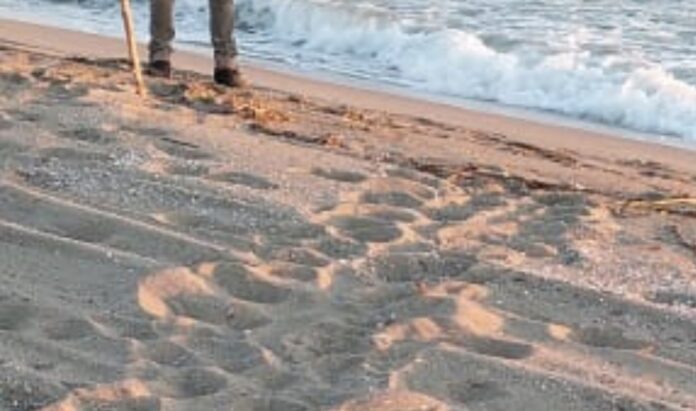Sorrento. Tartarughe, occhio alle tracce sulla sabbia, parte la campagna informativa di “Caretta in Vista”