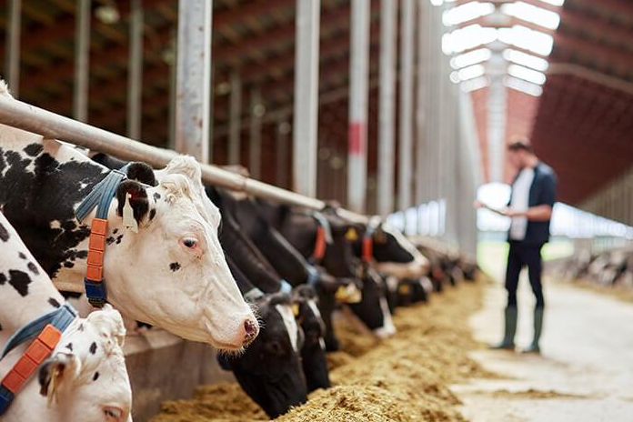 Salerno, l’ordine dei Medici Veterinari al fianco del collega Di Franco aggredito a Caserta da un allevatore