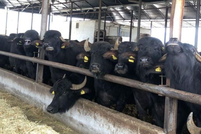 Investigazione di Napoli Animal Save sulla brucellosi negli allevamenti casertani