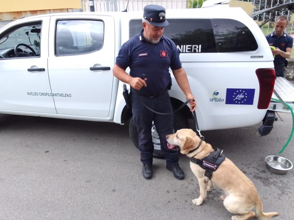 Nocera Inferiore. Controlli sul territorio, avvelenamento di animali domestici