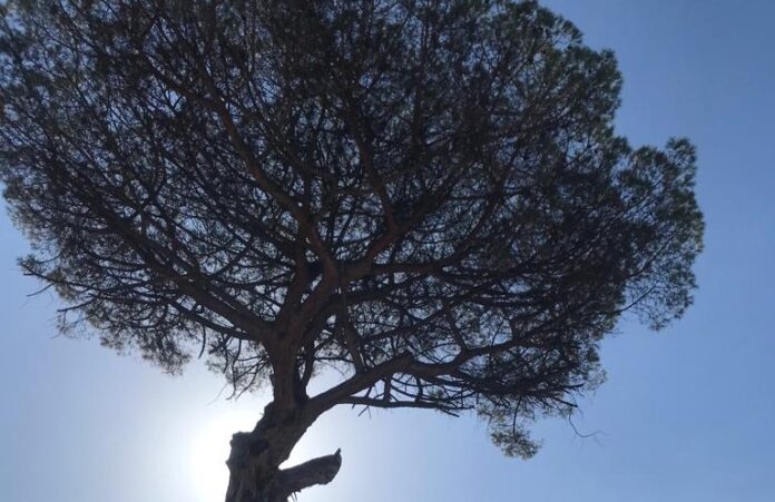 San Marzano sul Sarno. Patrimonio arboreo da mettere in sicurezza, continuano le operazioni del Comune