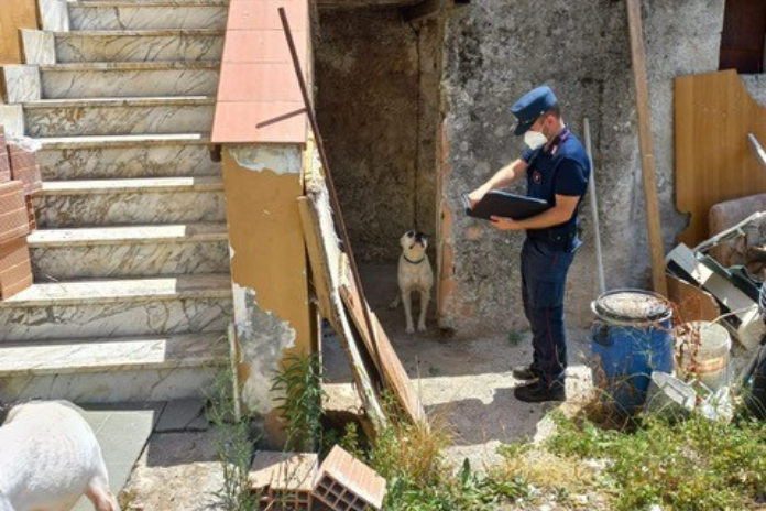 Carabinieri Forestale provincia di Salerno. Controlli sul territorio: denuncia per maltrattamento cani