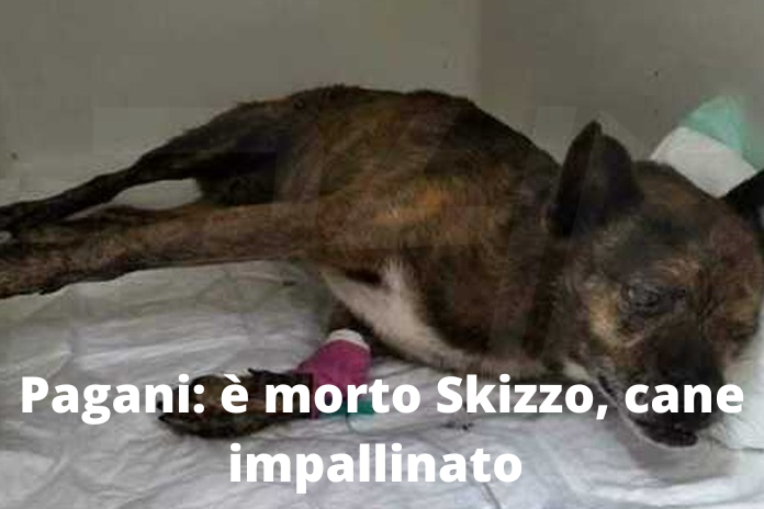 Pagani. E’ morto Skizzo, il cane impallinato