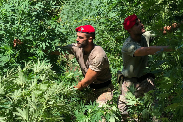 Gragnano e Lettere. Controlli dei Carabinieri sui Monti Lattari alla ricerca di piantagioni