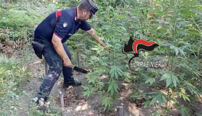 Somma Vesuviana. Rinvenute piante di Cannabis sul Parco Nazionale del Vesuvio