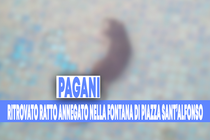 Pagani, “ratto annegato nella fontana di piazza Sant’Alfonso”: la segnalazione di un cittadino