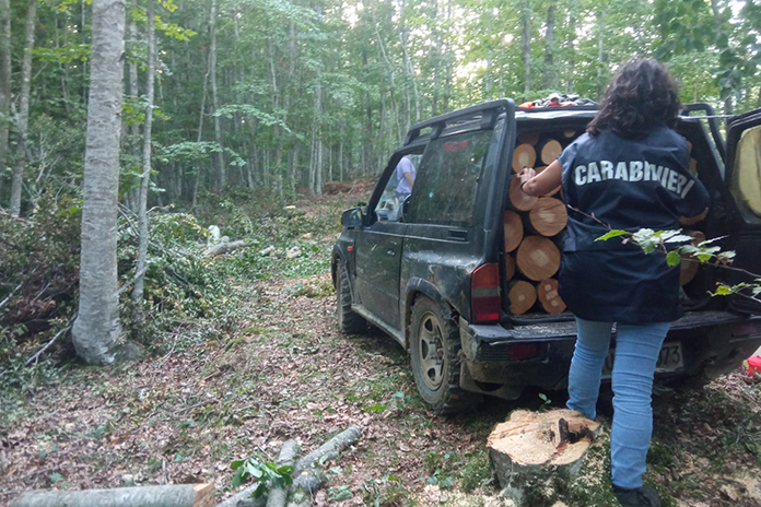 Furto aggravato legna