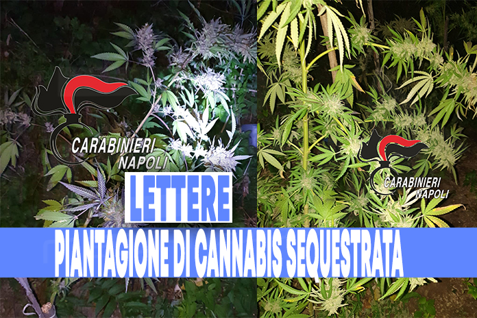 Lettere: Carabinieri sequestrano 1 chilo e 100gr di marijuana già essiccata in un terreno