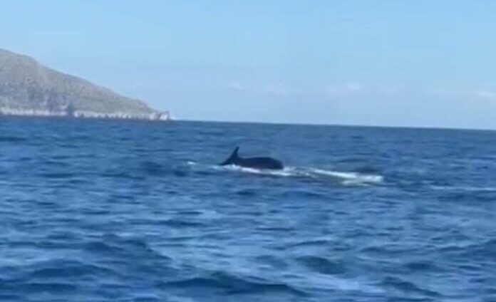 Sorrento. Lo spettacolo delle balene tra Punta Campanella e Capri