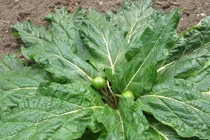 Napoli. Mangiano mandragola e finiscono in ospedale