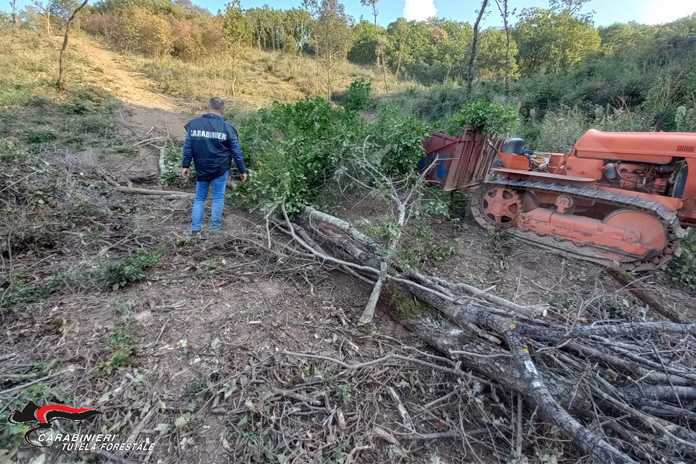 Furto di legna in zona sottoposta a vincolo paesaggistico: uomo finisce ai domiciliari