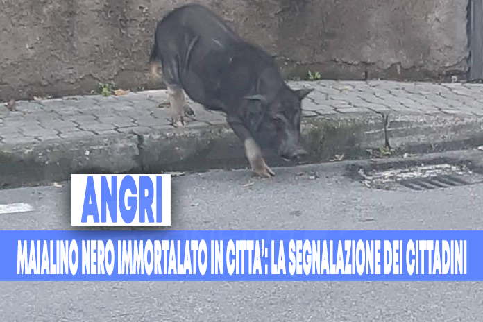 angri. maialino in città