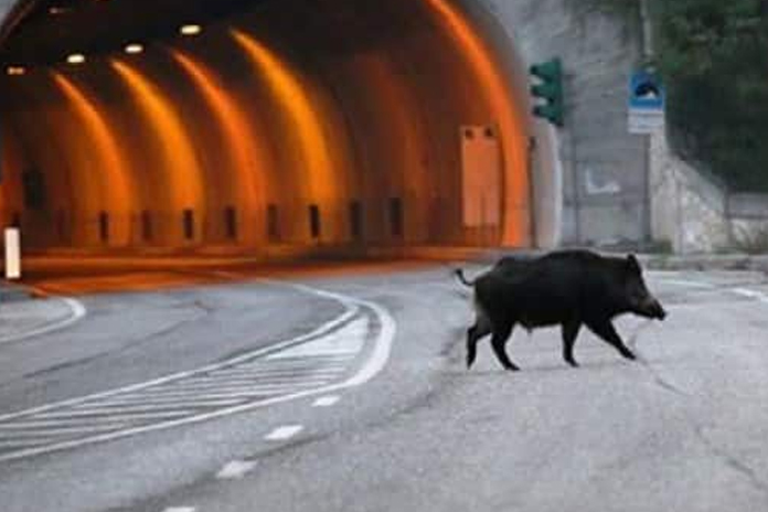 Animali vaganti nei pressi dello svincolo di Baronissi, riunito comitato ordine e sicurezza pubblica