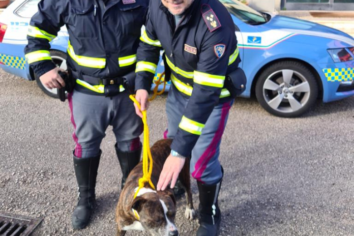 Pericolo animali in autostrada: salvataggio della Polizia Stradale