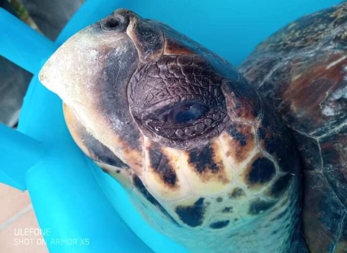 Sorrento. Approvata in Regione Campania una legge in tutela di tartarughe marine e cetacei