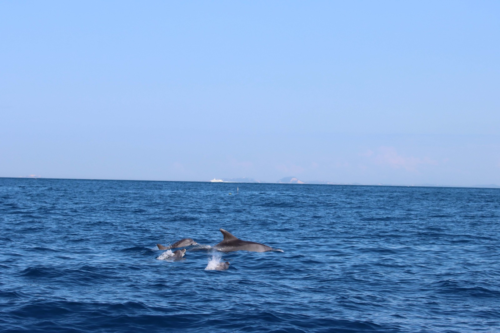 Le acrobazie dei delfini tra Punta Campanella e Capri