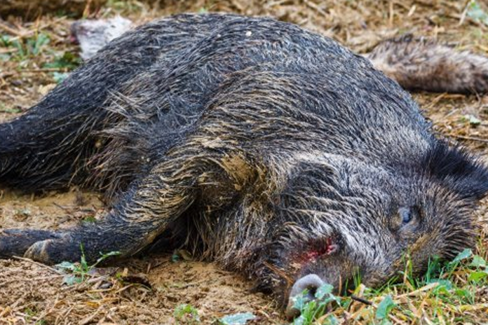 Peste suina nel parco nazionale del Cilento, Iannone: ” Governo e Regione assicurino il proprio intervento”