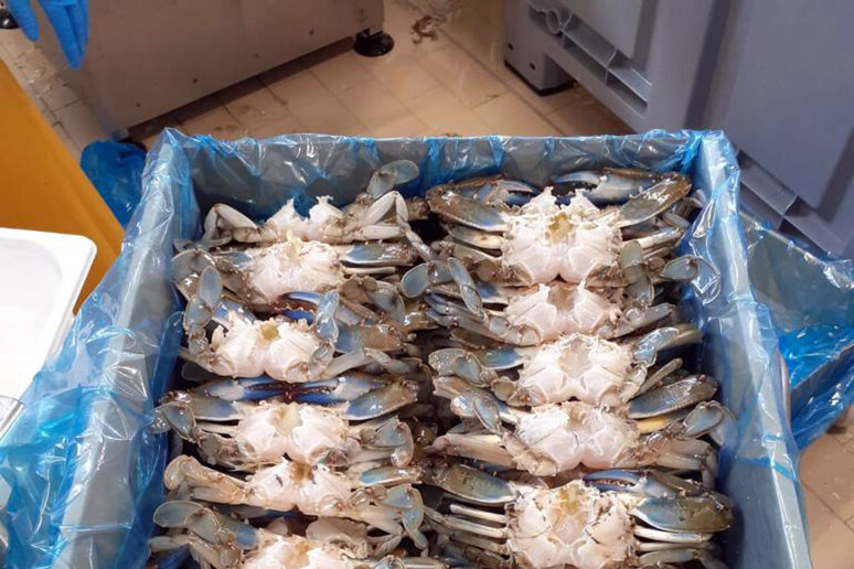 Granchio blu, da Masaf via libera a pesca ‘straordinaria’